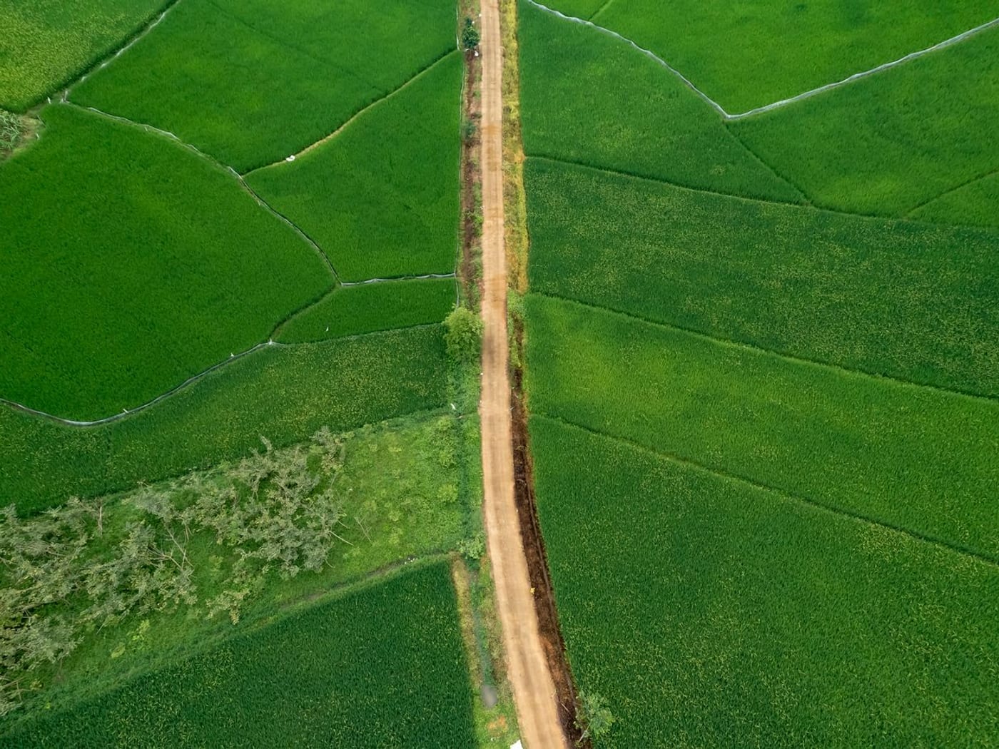 農地空拍，綠色稻田與中間的產業道路